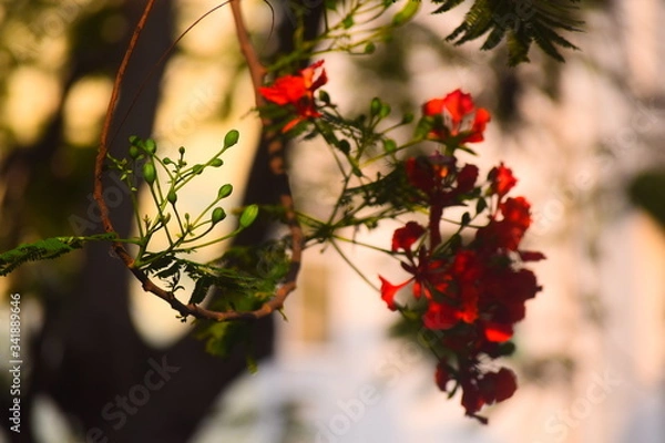Obraz red flower in the garden