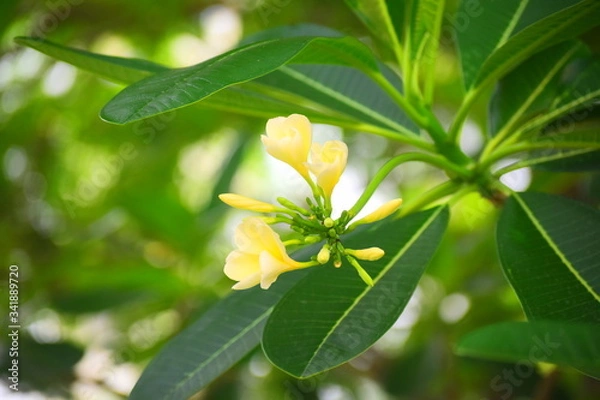 Obraz grasshopper on flower