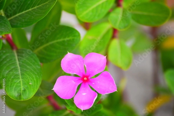 Obraz pink and green