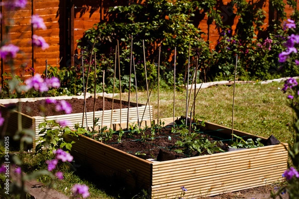 Obraz vegetable garden