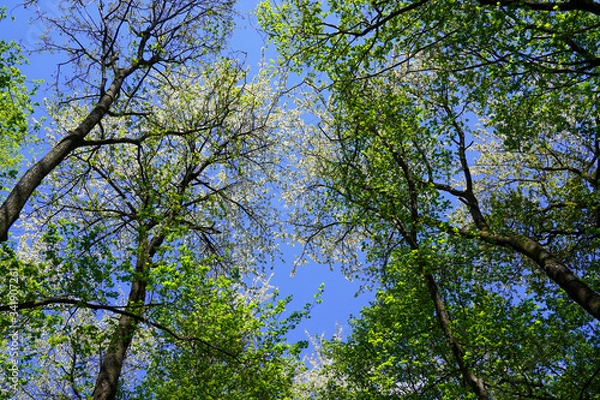 Obraz Sky seen thru trees