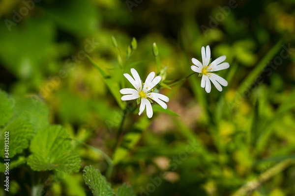 Obraz White wild flowers