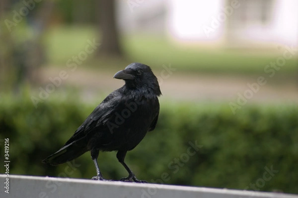 Obraz maître corbeau