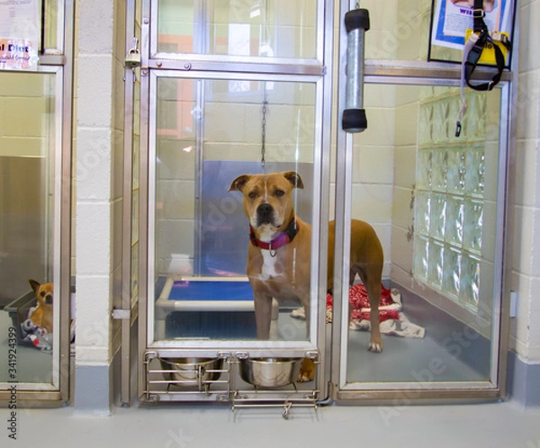 Fototapeta Homeless large tan and white mixed breed dog behind enclosure at dog shelter
