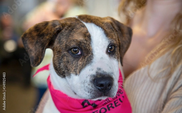 Fototapeta Partial view of person holding brindle and white mixed breed puppy wearing pink bandana, out of focus background
