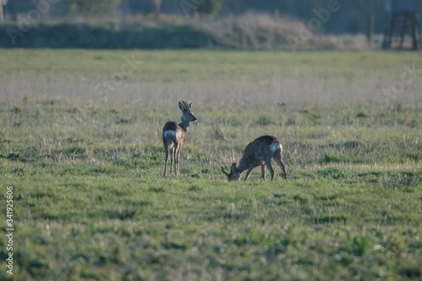 Obraz Sarna na wiosnę
