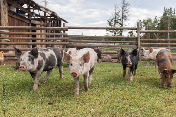 Obraz herd of curious little pigs on the farm look at the camera interested