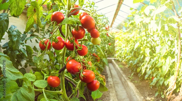 Fototapeta Fresh bunch of red ripe and unripe natural tomatoes growing on a branch in homemade greenhouse. Blurry background and copy space for your advertising text message