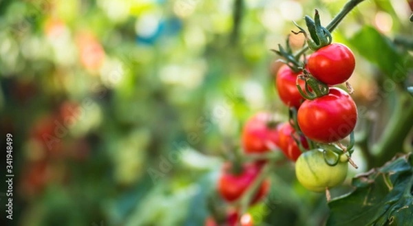 Fototapeta Fresh bunch of red ripe and unripe natural tomatoes growing on a branch in homemade greenhouse. Blurry background and copy space for your advertising text message