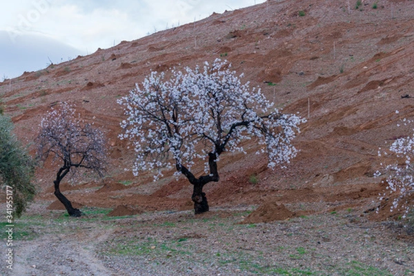 Obraz almond trees in bloom near Ugíjar