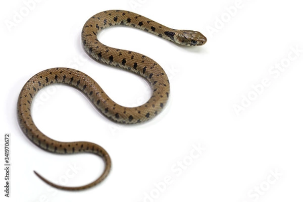 Fototapeta crawling snake isolated on a white background
