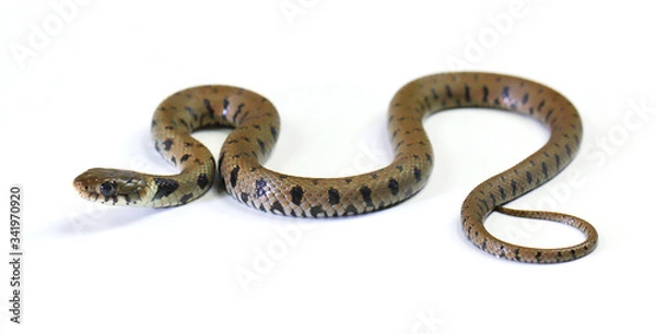 Obraz crawling snake isolated on a white background