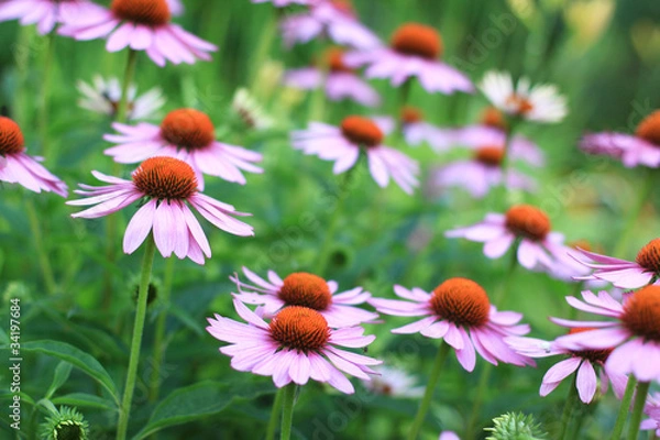 Obraz Echinacea