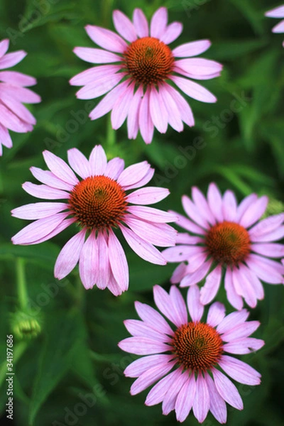 Fototapeta Echinacea
