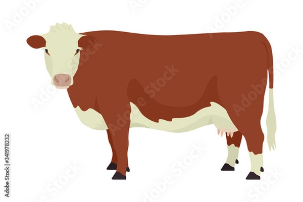 Fototapeta Hereford cow British breed of beef cattle Flat vector illustration Isolated object on white background