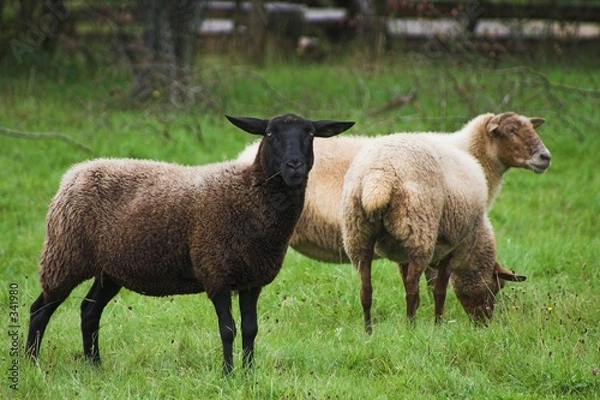 Fototapeta schafe
