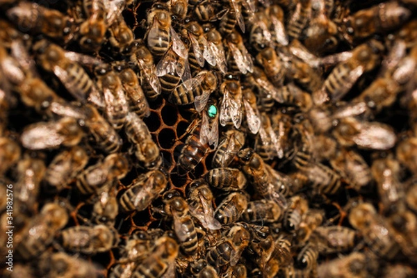 Obraz bees on empty honeycombs