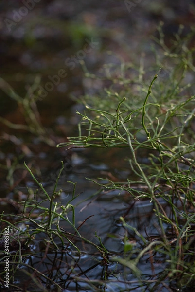Fototapeta Blueberry bushes without leaves