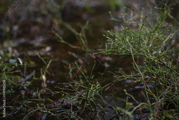 Fototapeta Blueberry bushes without leaves