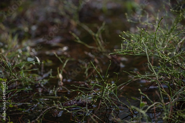 Fototapeta Blueberry bushes without leaves