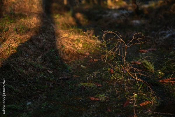 Fototapeta Spring forest at warm sunset.