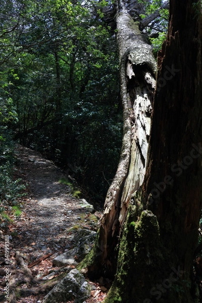 Obraz 工石山　山道の割れた杉（高知市）