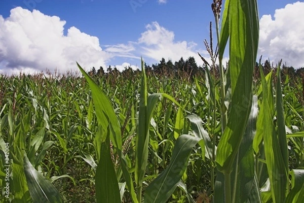Fototapeta maisfeld