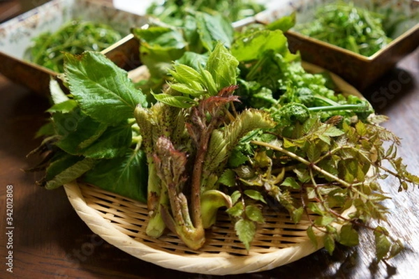 Fototapeta 雪国で愛される春の恵み、山菜を竹ざるに盛り込んで