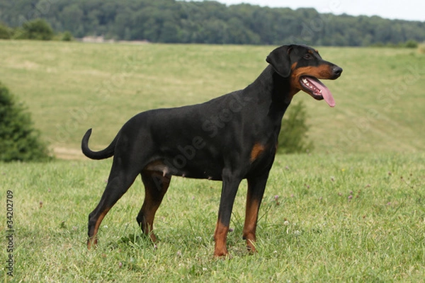 Obraz beautiful dobermann on profile -