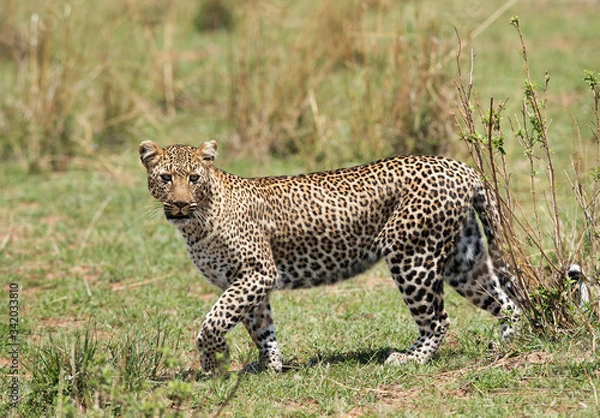 Obraz A closeup of Leopard, Masai Mara