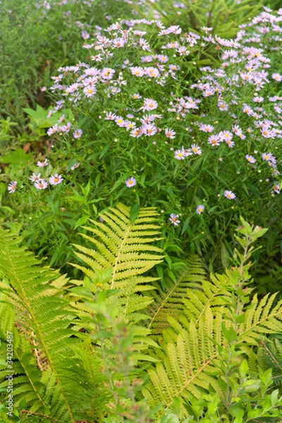 Obraz Fern and chamomile