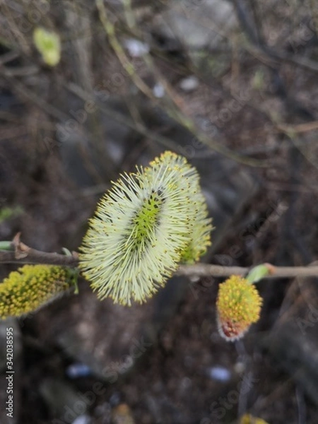 Obraz willow branches in spring