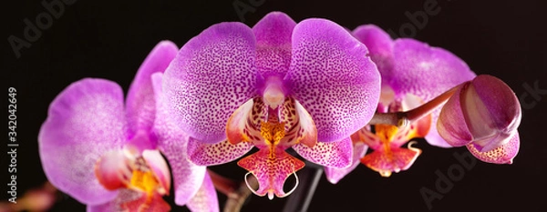 Fototapeta orchid pink flower and bud