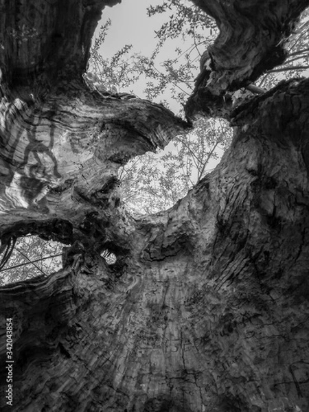 Fototapeta Wood texture shot from the bottom up inside the trunk in black and white style