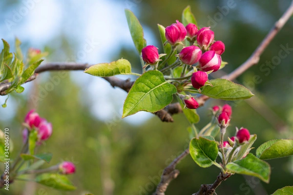 Fototapeta Apple tree red and white blossoms at spring