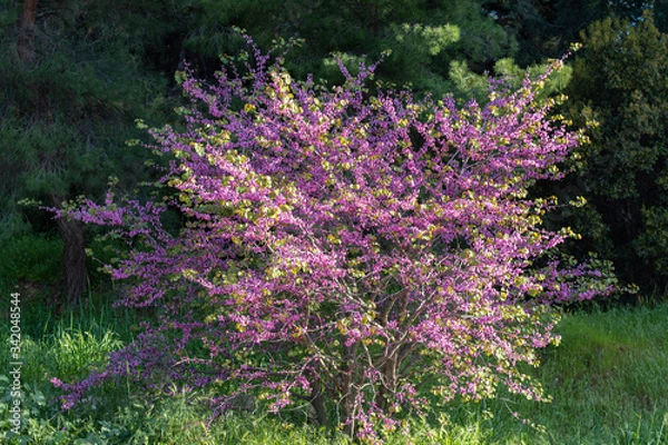 Fototapeta Judas tree (Cercis siliquastrum) in full bloom with pink flowers at spring