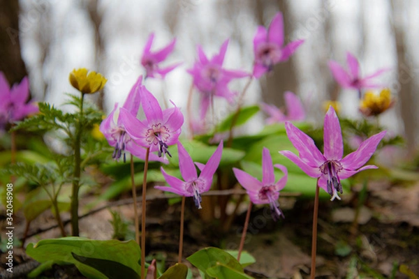Fototapeta カタクリの森
