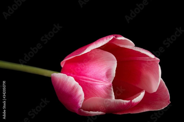 Fototapeta Flower of tulip with petal red with transition to white color, closeup, isolated on black background