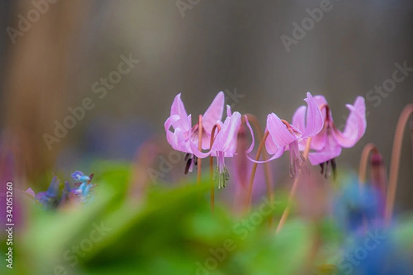 Fototapeta カタクリの春