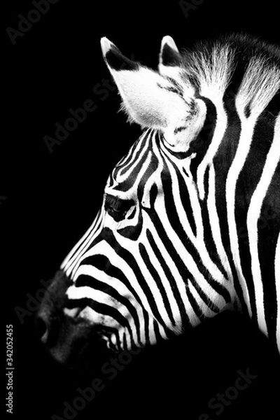 Fototapeta Zèbre