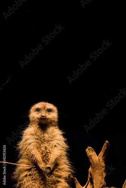 Obraz Meerkat