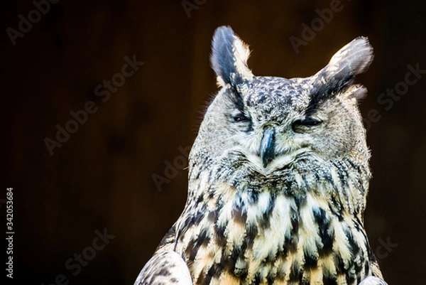 Obraz grinning owl