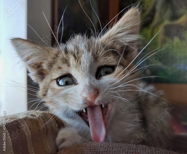 Obraz котёнок зевает