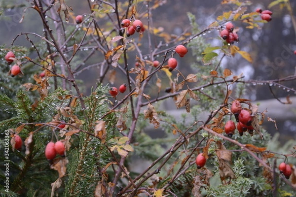 Obraz bacche di rosa canina