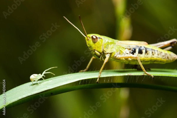 Obraz Grasshopper and spider