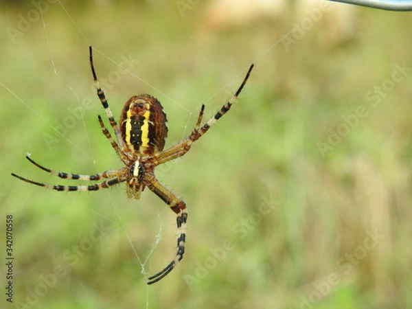 Fototapeta aracnido