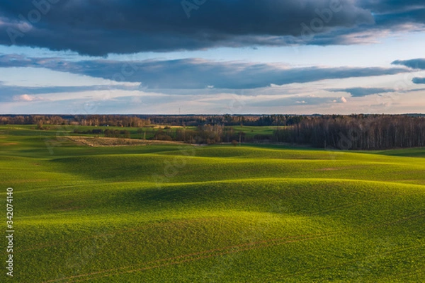 Obraz Spring Rolling Green Hills With Fields Of Wheat.