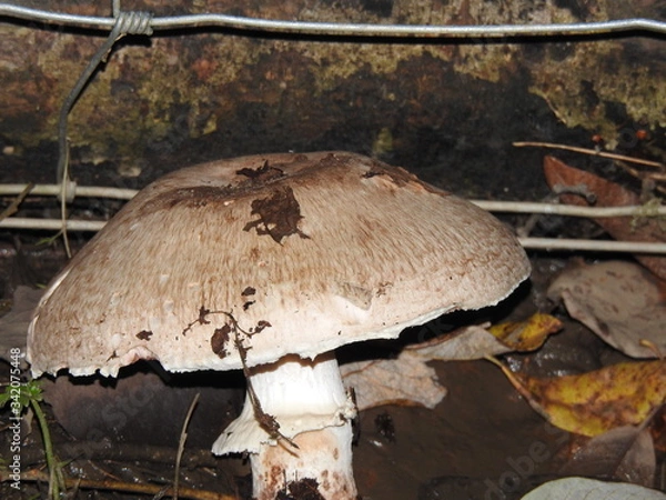 Fototapeta siniestro