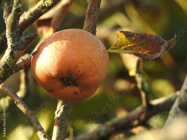Fototapeta delicioso