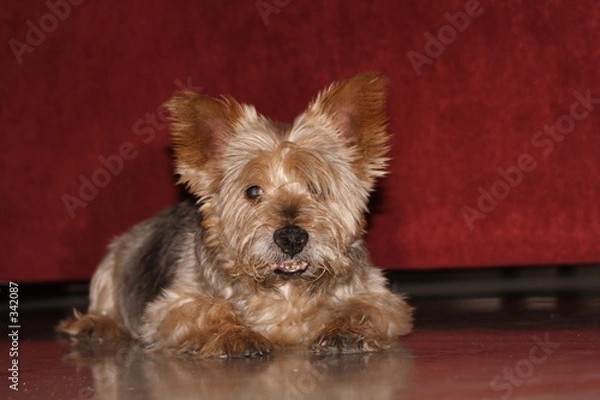 Obraz el perro atento